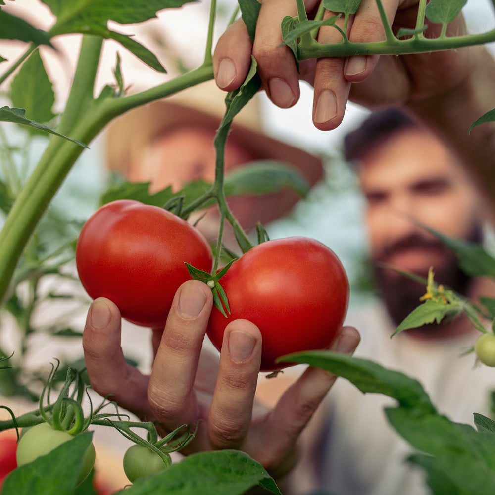 A person grabbing tomatoes on the vine. 