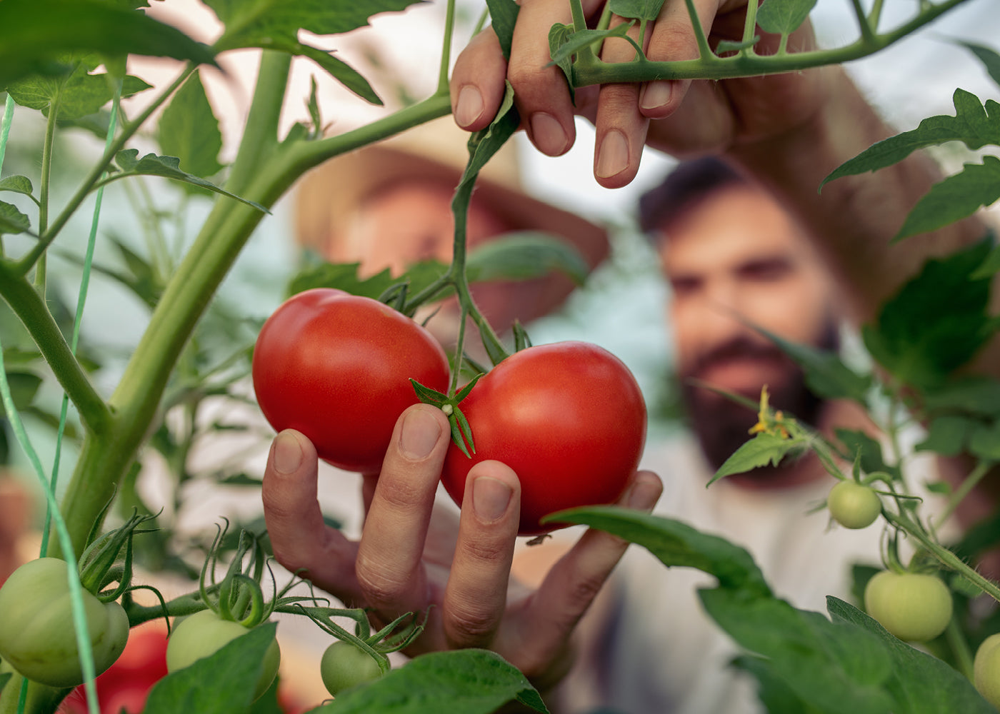 
                A person grabbing tomatoes on the vine. 